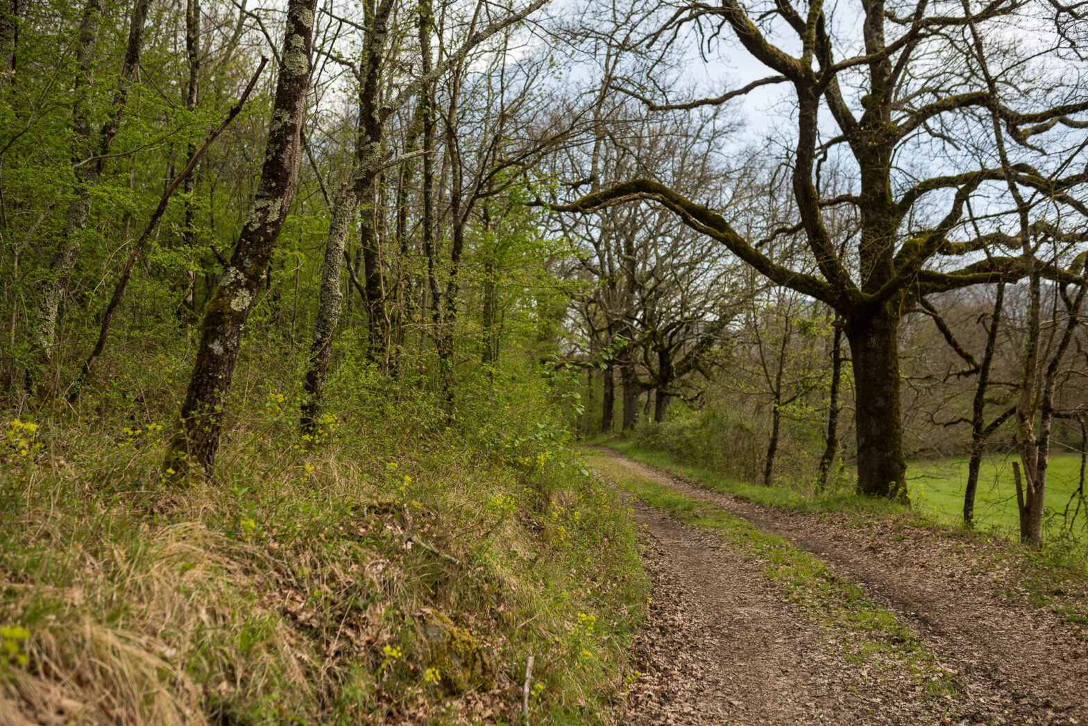 Le bois de Cornecu à Saint-Lizier