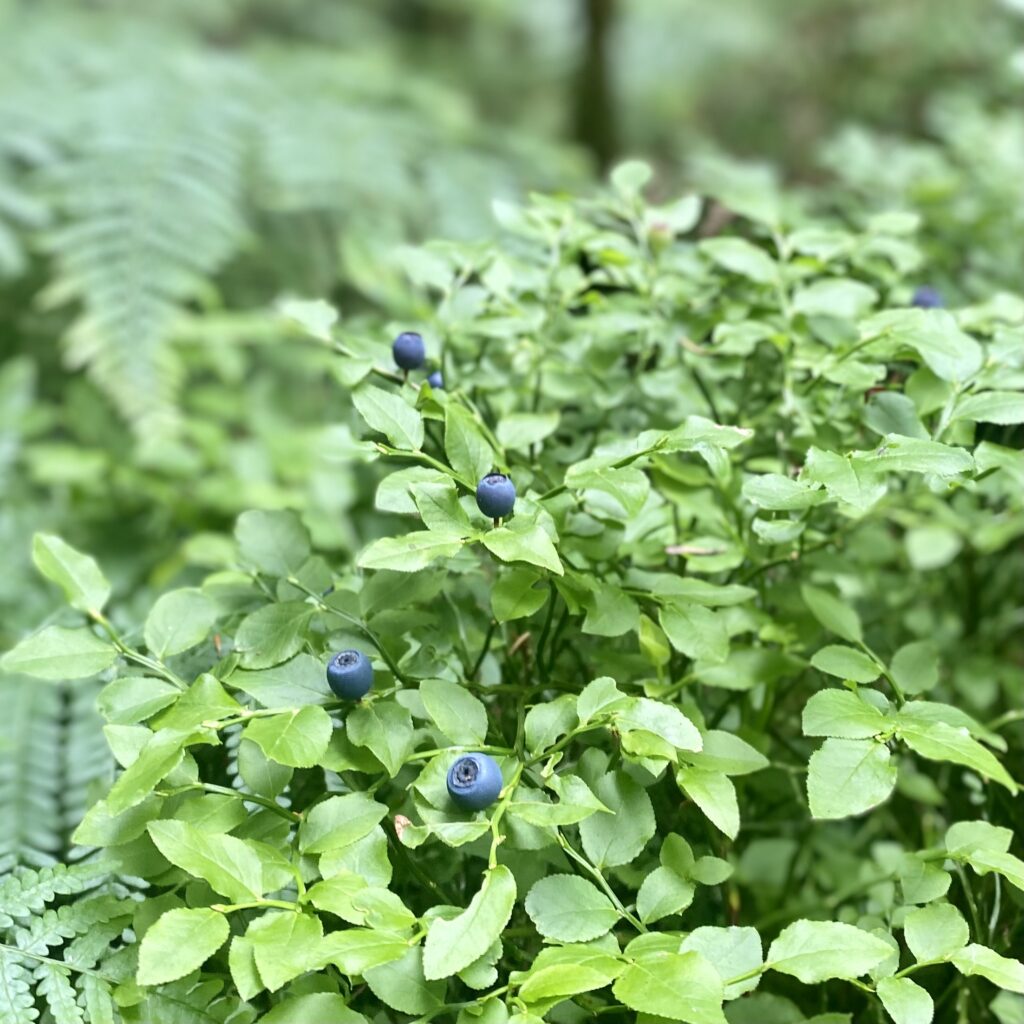 myrtilles de la forêt royale de Sainte-Croix-Volvestre